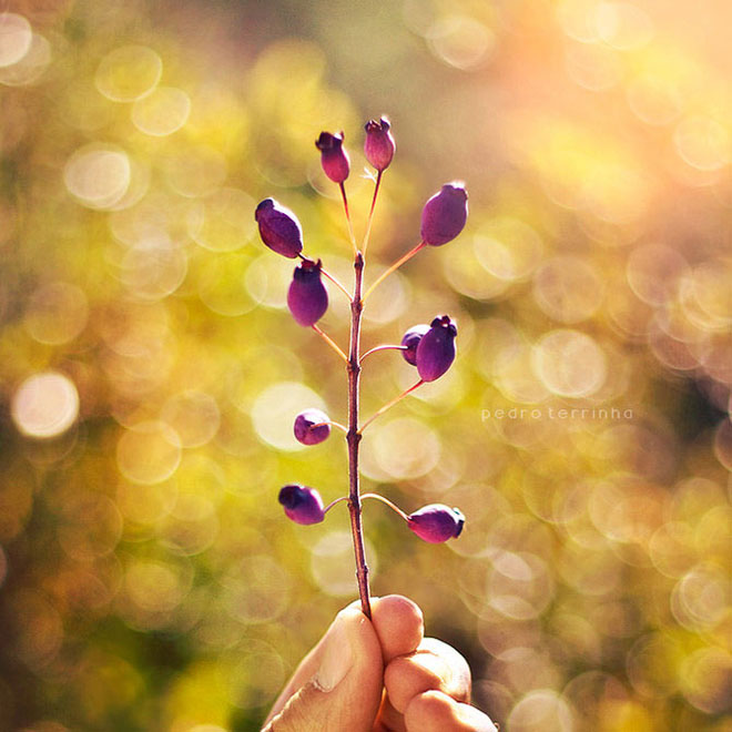 beatiful-dream-colorful-pedro-terrinha-photography